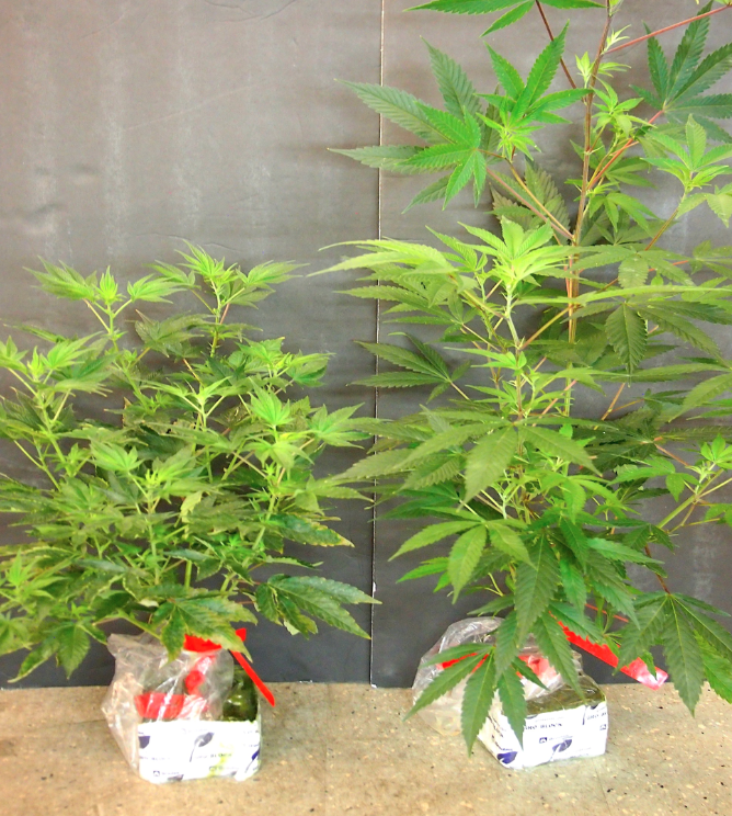 Cannabis with and without HLVd